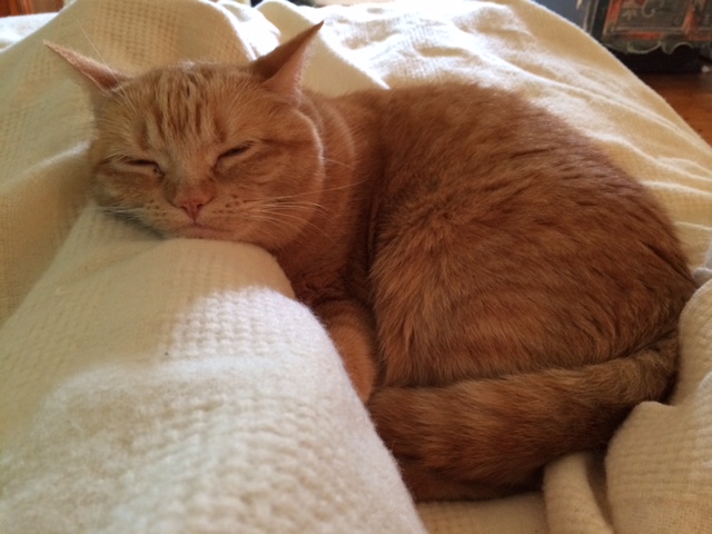 fe7313a1-02f9-45c1-a222-555262b44803